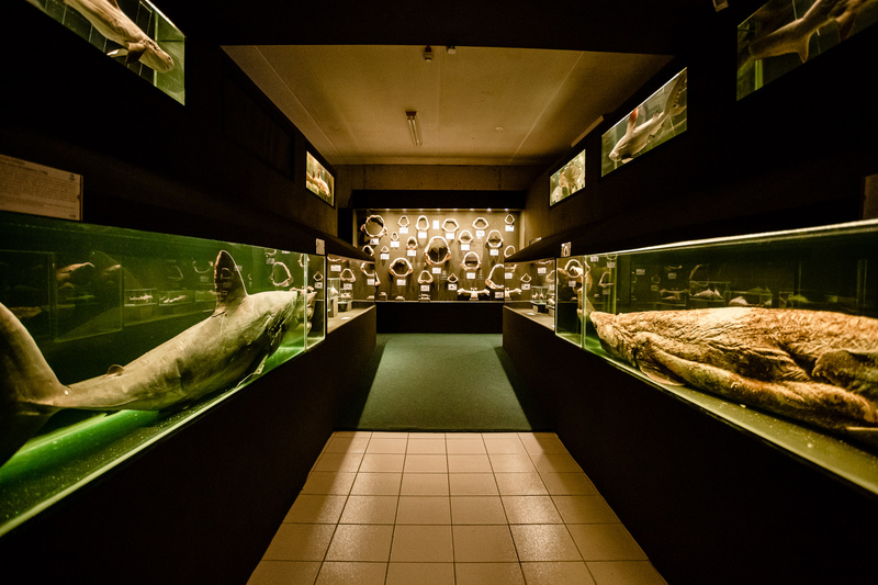 Museu Oceanográfico terá bilheteria gratuita no Dia Internacional dos ...